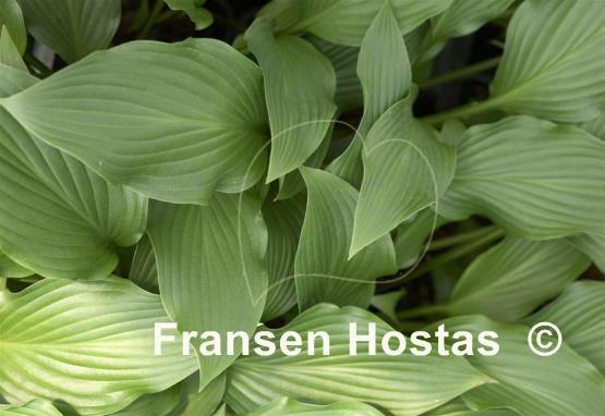 Hosta Purple Glory